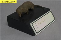 藏品(臭鼩)的圖片